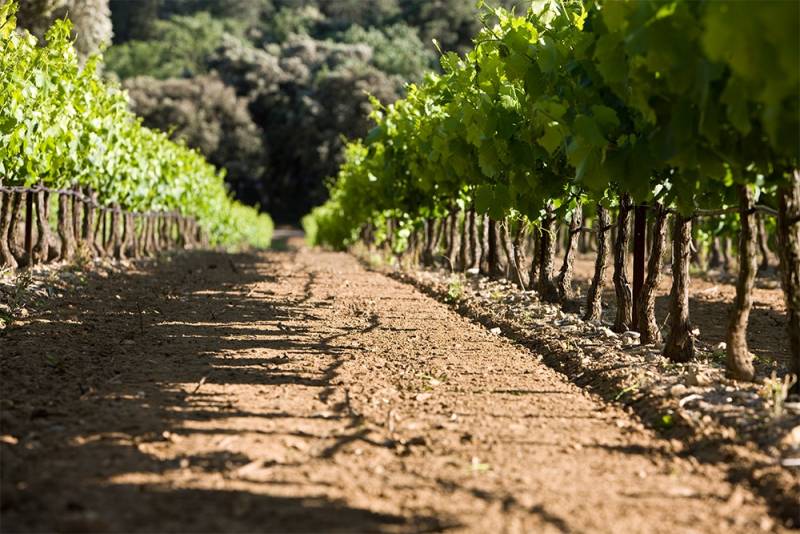 Team-building dans les vignes proche de Lyon et en région Rhône-Alpes