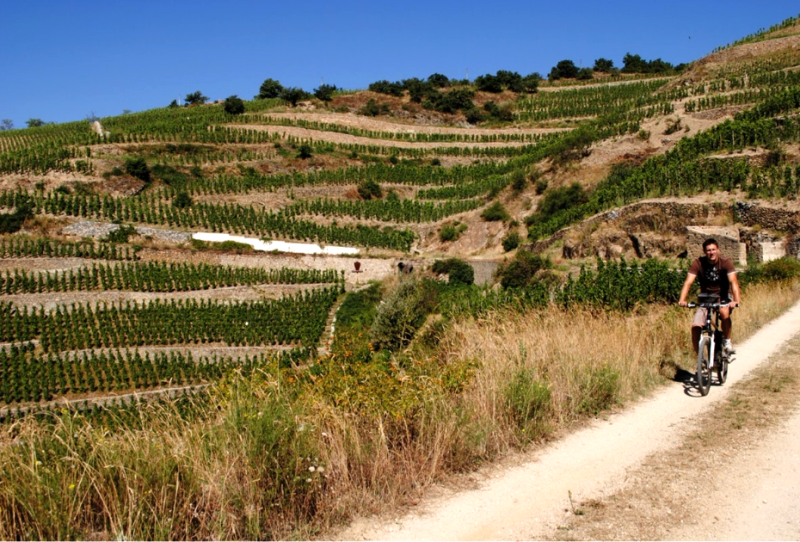 Challenge VTT dans les vignes, une activité team-building parfaite pour découvrir les vignobles autrement dans le Beaujolais ou la Vallé du Rhône